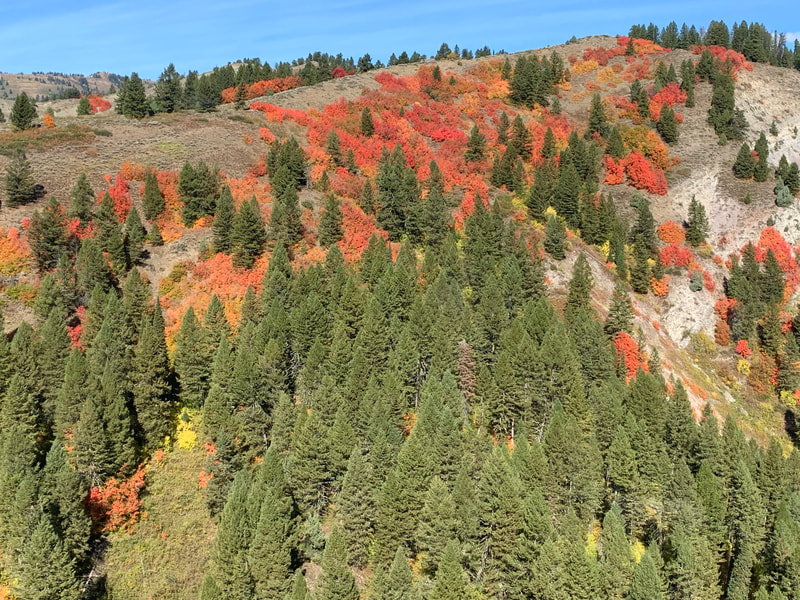 Trees changing color in the fall with pine trees intermixed. Snake River Canyon, WY Photo credit. Kelley Family